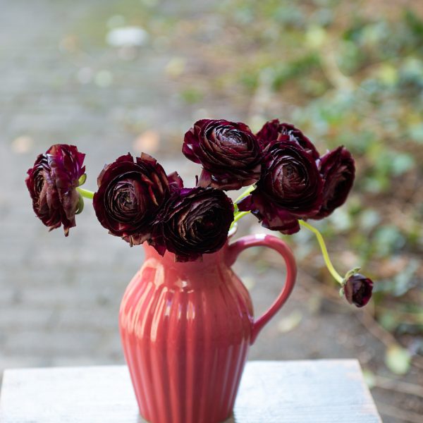 ranunculus vėdrynas juodos bordinės spalvos black nerone buttercup gėlės ir manufaktūra