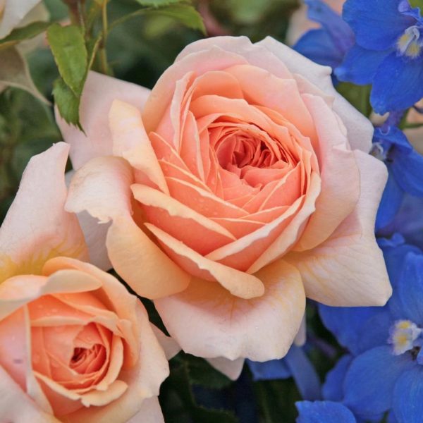 rosa garden rose Garden of roses floribunda peach beetrose sodo rožė senovine persikinė pasteline senovine augalas gėlės ir manufaktūra