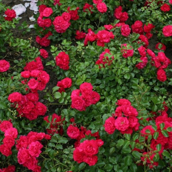 rosa garden rose Gaertnerfreude Toscana cherry floribunda sodo rožė avietinė augalas gėlės ir manufaktūra augalai