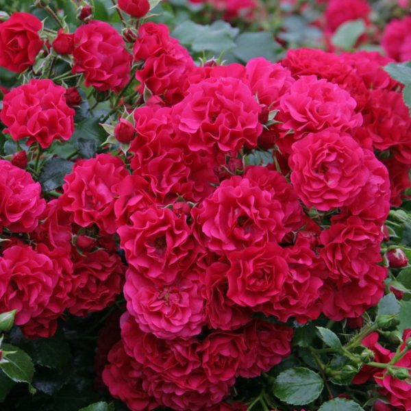 rosa garden rose Gaertnerfreude Toscana cherry floribunda sodo rožė avietinė augalas gėlės ir manufaktūra augalai