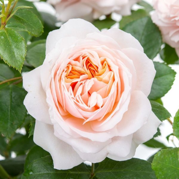 rosa garden rose Garden of roses floribunda peach beetrose sodo rožė persikinė pasteline senovine augalas gėlės ir manufaktūra atspari