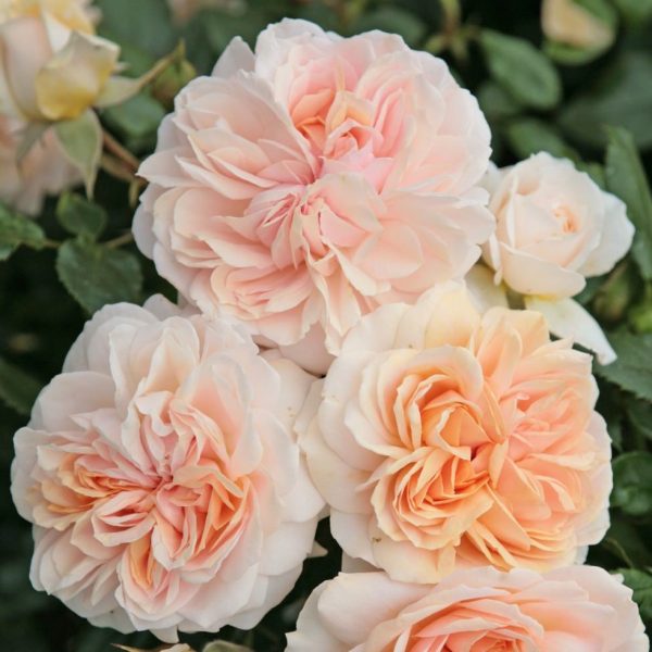 rosa garden rose Garden of roses floribunda peach beetrose sodo rožė senovine persikinė pasteline senovine augalas gėlės ir manufaktūra