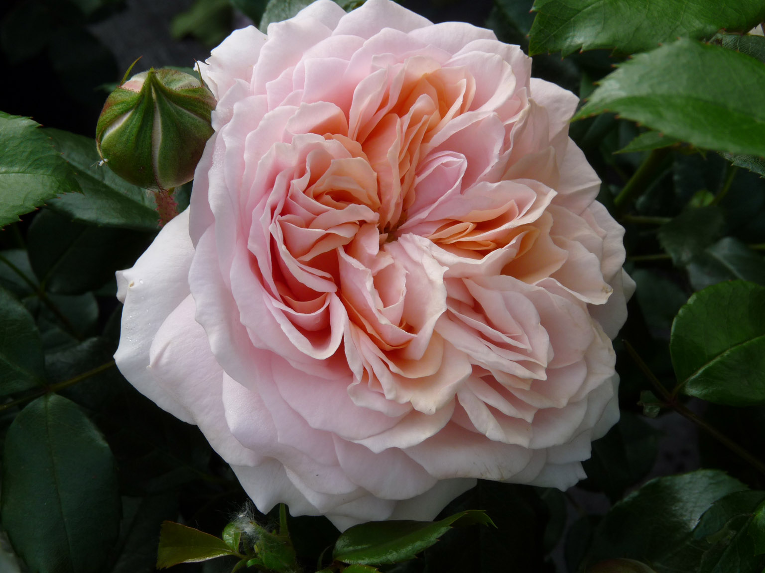 rosa garden rose Garden of roses floribunda peach beetrose sodo rožė senovine persikinė pasteline senovine augalas gėlės ir manufaktūra