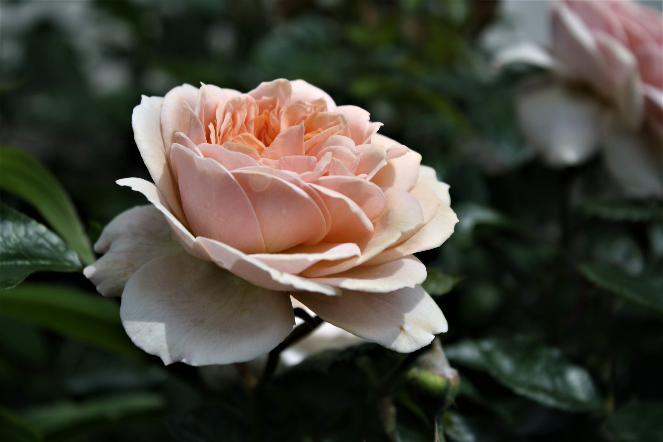 rosa garden rose Garden of roses floribunda peach beetrose sodo rožė senovine persikinė pasteline senovine augalas gėlės ir manufaktūra
