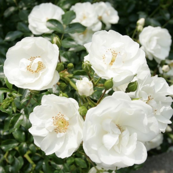 rosa garden rose Innocencia floribunda ADR white balta sodo rožė augalas gėlės ir manufaktūra atspari