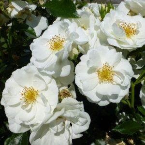 rosa garden rose Innocencia floribunda ADR white balta sodo rožė augalas gėlės ir manufaktūra atspari