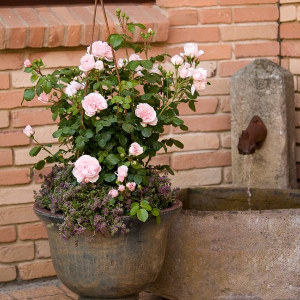 rose rosa garden fragrance cinderella kvepianti sodo bijunines rožės gėlės ir manufaktūra