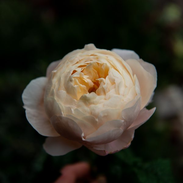 rose rosa madam gulya bijunines rožės peach cream persikinė pastelinė gėlės ir manufaktūra