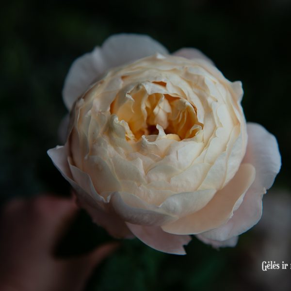rose rosa madam gulya bijunines rožės peach cream persikinė pastelinė gėlės ir manufaktūra