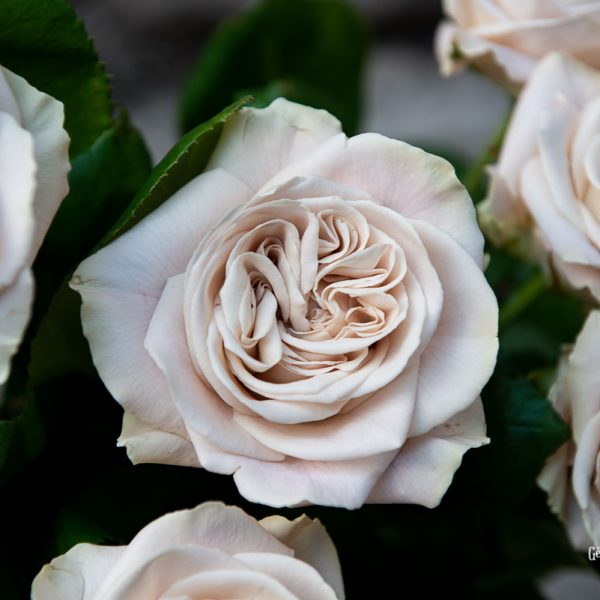 rose rosa westminster abbey grey pilka ruda pelenų spalvos gėlės ir manufaktūra