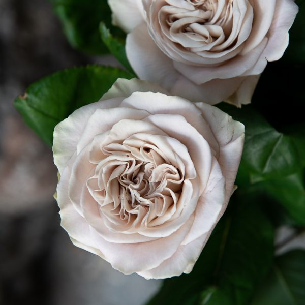 rose rosa westminster abbey grey pilka ruda pelenų spalvos gėlės ir manufaktūra