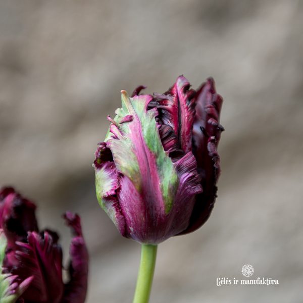 tulipa black parrot tulpės juodos papūginės skintos gėlės ir manufaktūra
