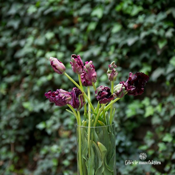 tulipa black parrot tulips bulbs tulpes papūginės tulpių svogūnėliai gėlės ir manufaktūra tamsiai baklažano spalvos juodos magenta