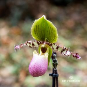 veneros kurpaitė paphiopedillum pinocchio orchidėja raibuolė orchids gėlės ir manufaktūra