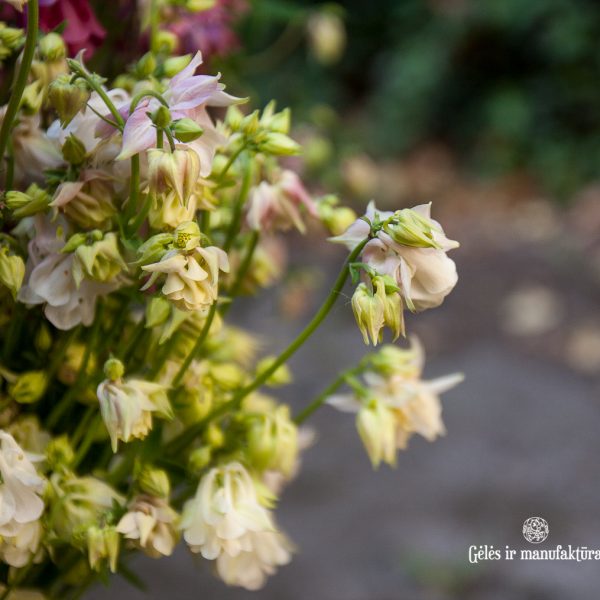 aquilegia flowers skintas sinavadas skintos šviežios sodo pievų gėlės ir manufaktūra garden