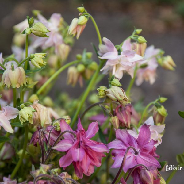 aquilegia flowers skintas sinavadas skintos šviežios sodo pievų gėlės ir manufaktūra garden