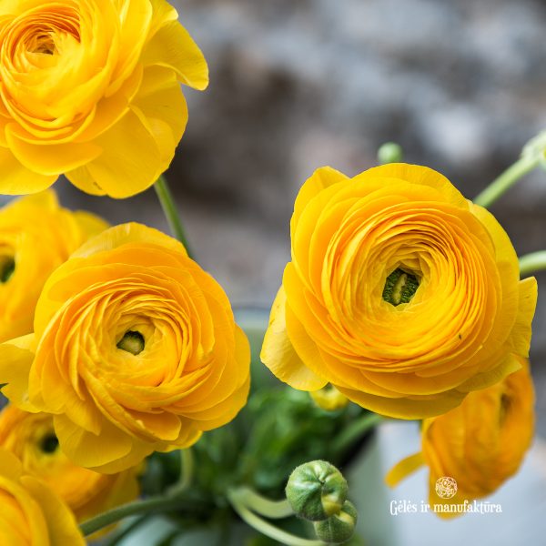 ranunculus buttercup vėdrynas vėdrynai geltona skintos gėlės yellow gėlės ir manufaktūra flowers vilnius the roop