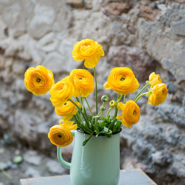 ranunculus buttercup vėdrynas vėdrynai geltona skintos gėlės yellow gėlės ir manufaktūra flowers vilnius asotis emaliuotas dusty green pitcher enamel iblaursen