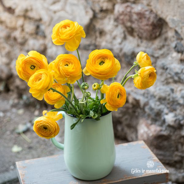ranunculus buttercup vėdrynas vėdrynai geltona skintos gėlės yellow gėlės ir manufaktūra flowers vilnius asotis emaliuotas dusty green pitcher enamel iblaursen