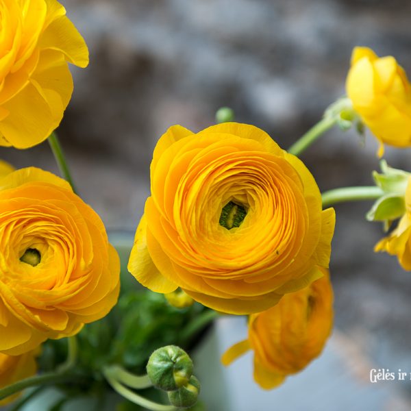 ranunculus buttercup vėdrynas vėdrynai geltona skintos gėlės yellow gėlės ir manufaktūra flowers vilnius