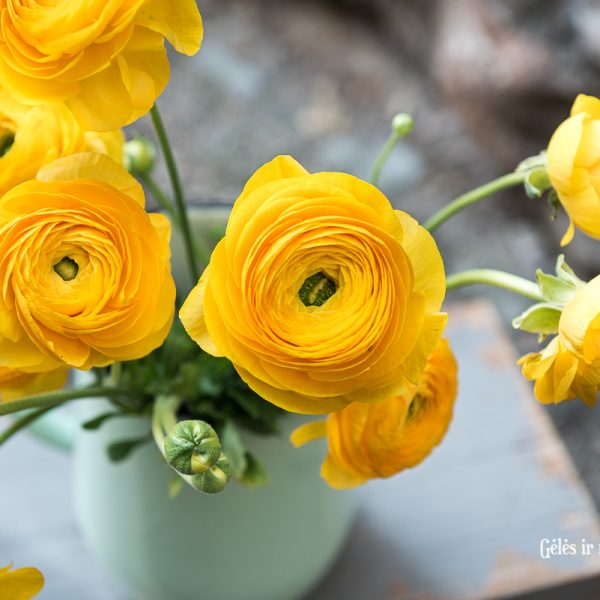 ranunculus buttercup vėdrynas vėdrynai geltona skintos gėlės yellow gėlės ir manufaktūra flowers vilnius the roop