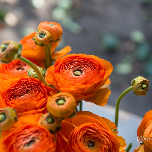 ranunculus vėdrynas buttercup oranžinis skintos gėlės orange lambada gėlės ir manufaktūra flowers vilnius
