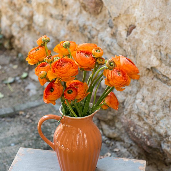 ranunculus vėdrynas buttercup oranžinis skintos gėlės orange lambada gėlės ir manufaktūra flowers vilnius picher asotis pumpkin spiice mynte