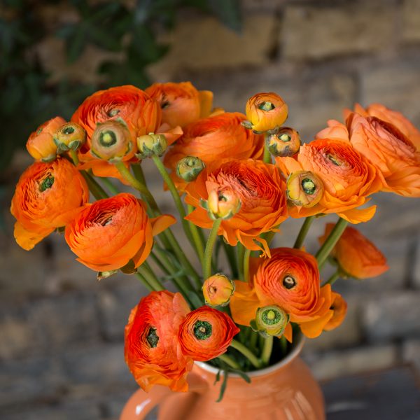 ranunculus vėdrynas buttercup oranžinis skintos gėlės orange lambada gėlės ir manufaktūra flowers vilnius