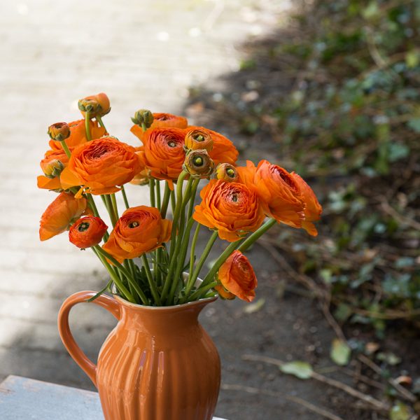ranunculus vėdrynas buttercup oranžinis skintos gėlės orange lambada gėlės ir manufaktūra flowers vilnius picher asotis pumpkin spiice mynte