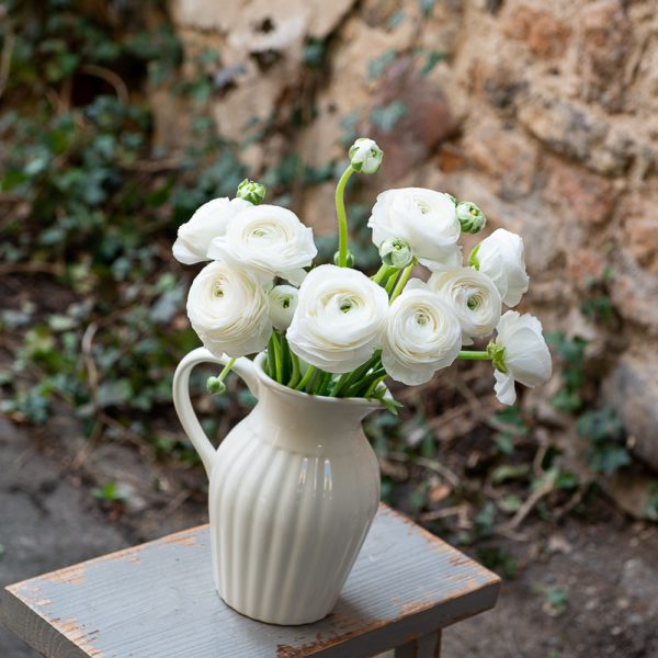 ranunculus vėdrynas buttercup skintos gėlės white gėlės ir manufaktūra flowers vilnius- asotis pitcher butter cream mynte