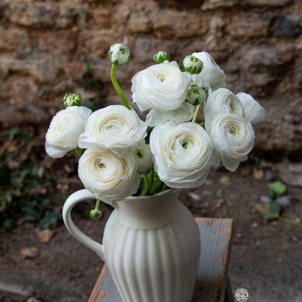 ranunculus vėdrynas buttercup skintos gėlės white gėlės ir manufaktūra flowers vilnius asotis pitcher buuter cream mynte