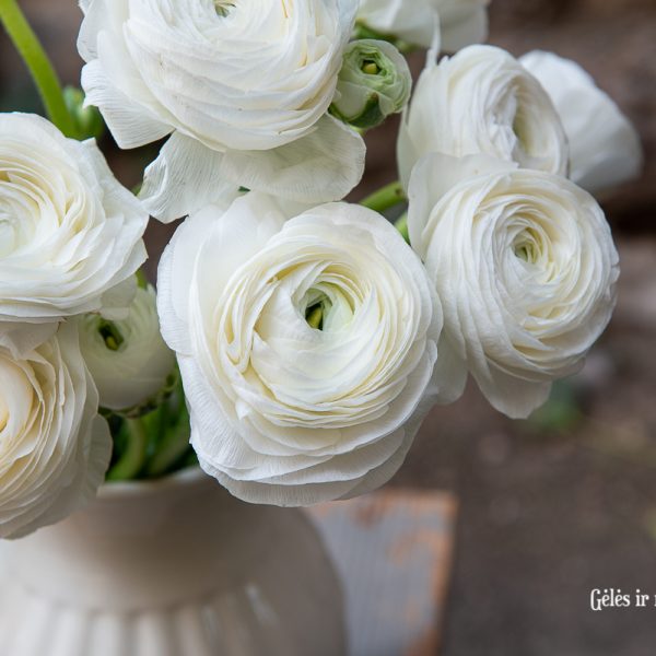 ranunculus vėdrynas baltas pompon buttercup skintos gėlės white gėlės ir manufaktūra flowers vilnius