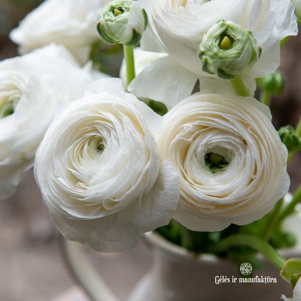 ranunculus vėdrynas buttercup skintos gėlės white gėlės ir manufaktūra flowers vilnius pavasarinės spring