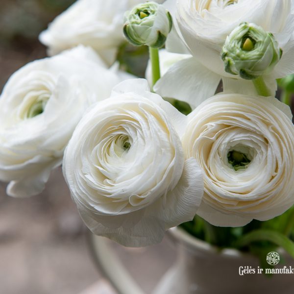 ranunculus vėdrynas buttercup skintos gėlės white gėlės ir manufaktūra flowers vilnius pavasarinės spring