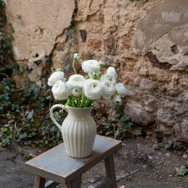 ranunculus vėdrynas buttercup skintos gėlės white gėlės ir manufaktūra flowers vilnius- asotis pitcher butter cream mynte