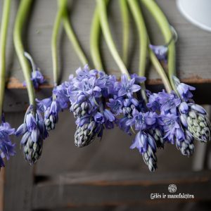 scilla hispanica scylė hyacinthoides blue bells skinta skintos gėlės ir manufaktūra flowers vilnius