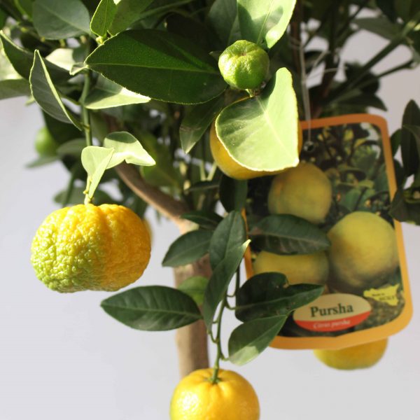 Citrus limetta Pursha laimas sweet lime tree limoncello yellow saldusis citrusas medelis