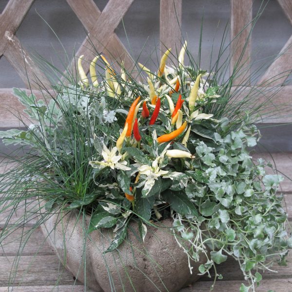 capsicum annuum autumn spalvoti pipiriukai pipirai gėlės ir manufaktūra color plants dekoratyvinis augalas