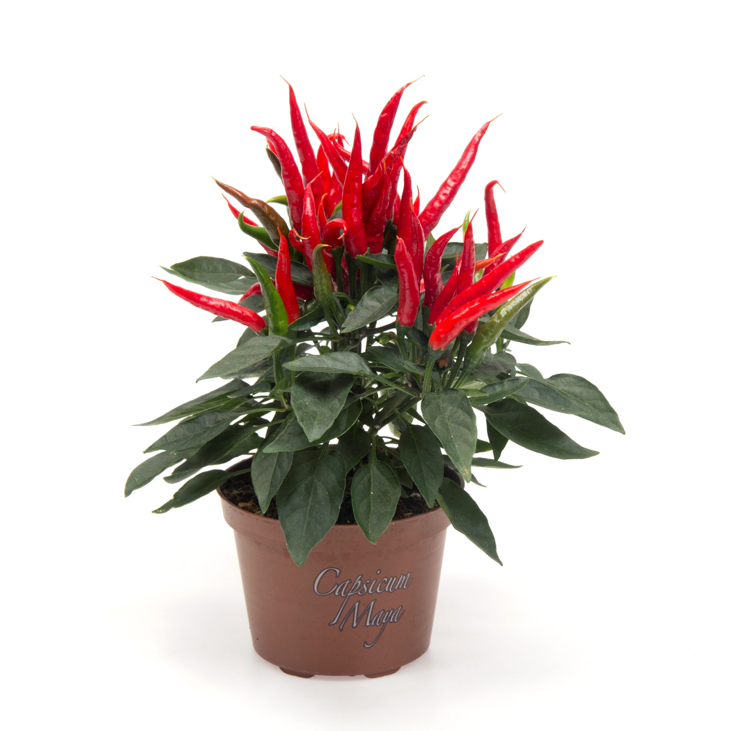capsicum annuum autumn spalvoti pipiriukai pipirai gėlės ir manufaktūra color plants dekoratyvinis augalas