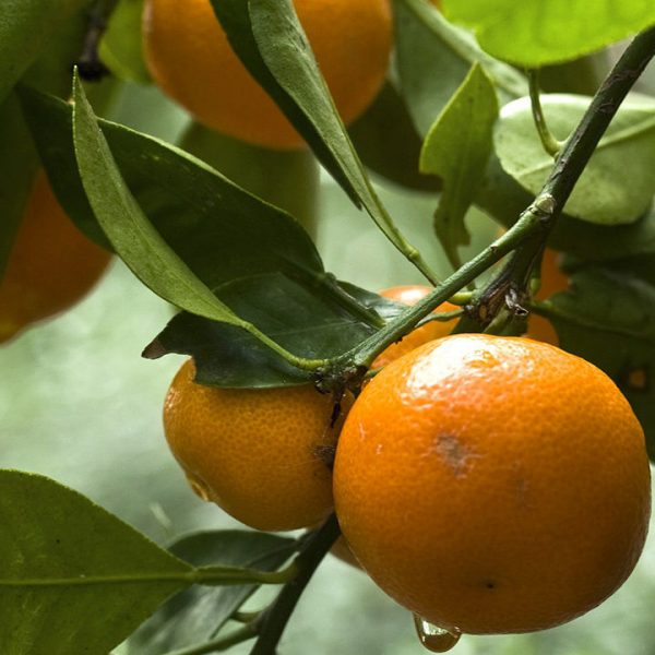 citrus orange tree apelsinas citrinmedis apelsinmedis medelis citrusai fruits vaisiai Citrofortunella
