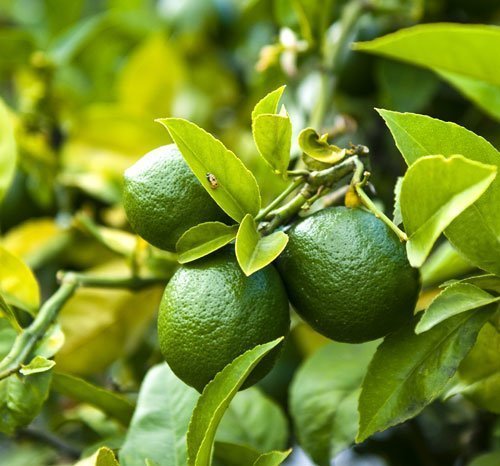 citrus lime tree aurantifolia key laimas laimo medelis citrinmedis citrusai fruits vaisiai Citrofortunella