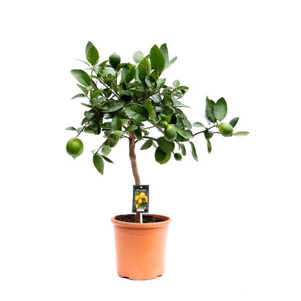 citrus lime tree aurantifolia key laimas laimo medelis citrinmedis citrusai fruits vaisiai Citrofortunella
