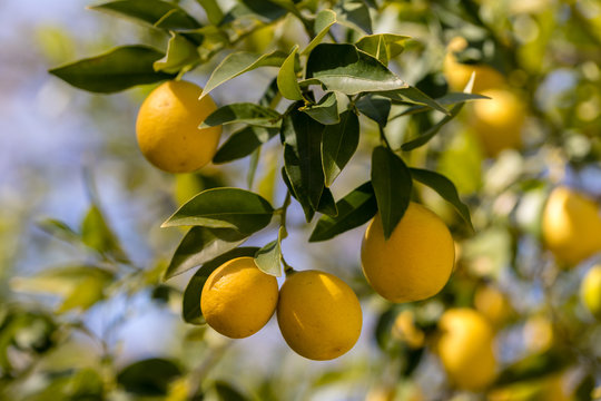 citrus limequat tree laimas laimo medelis citrinmedis citrusai fruits vaisiai