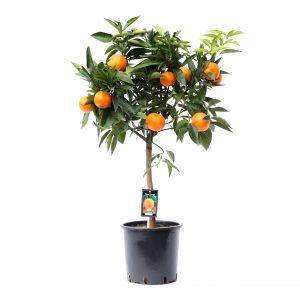 citrus orange tree apelsinas citrinmedis apelsinmedis medelis citrusai fruits vaisiai Citrofortunella