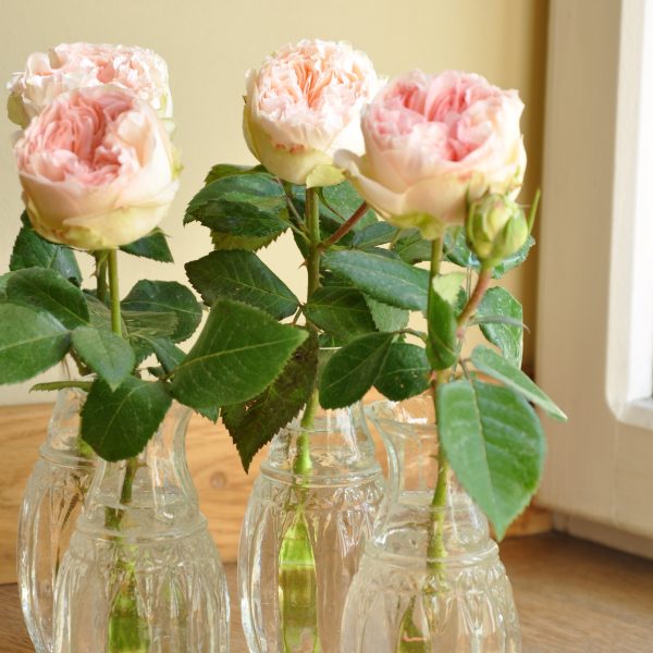 rosa rose rožės pashmina summerhouse bijūninės gėlės ir manufaktūra