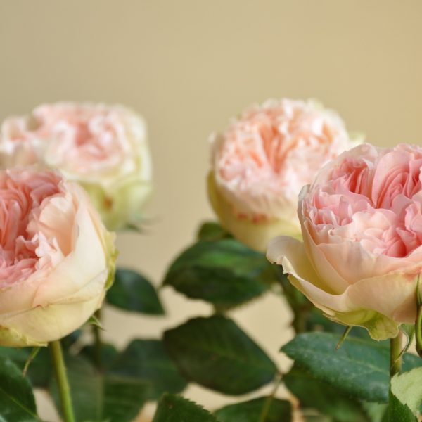 rosa rose rožės pashmina summerhouse bijūninės gėlės ir manufaktūra