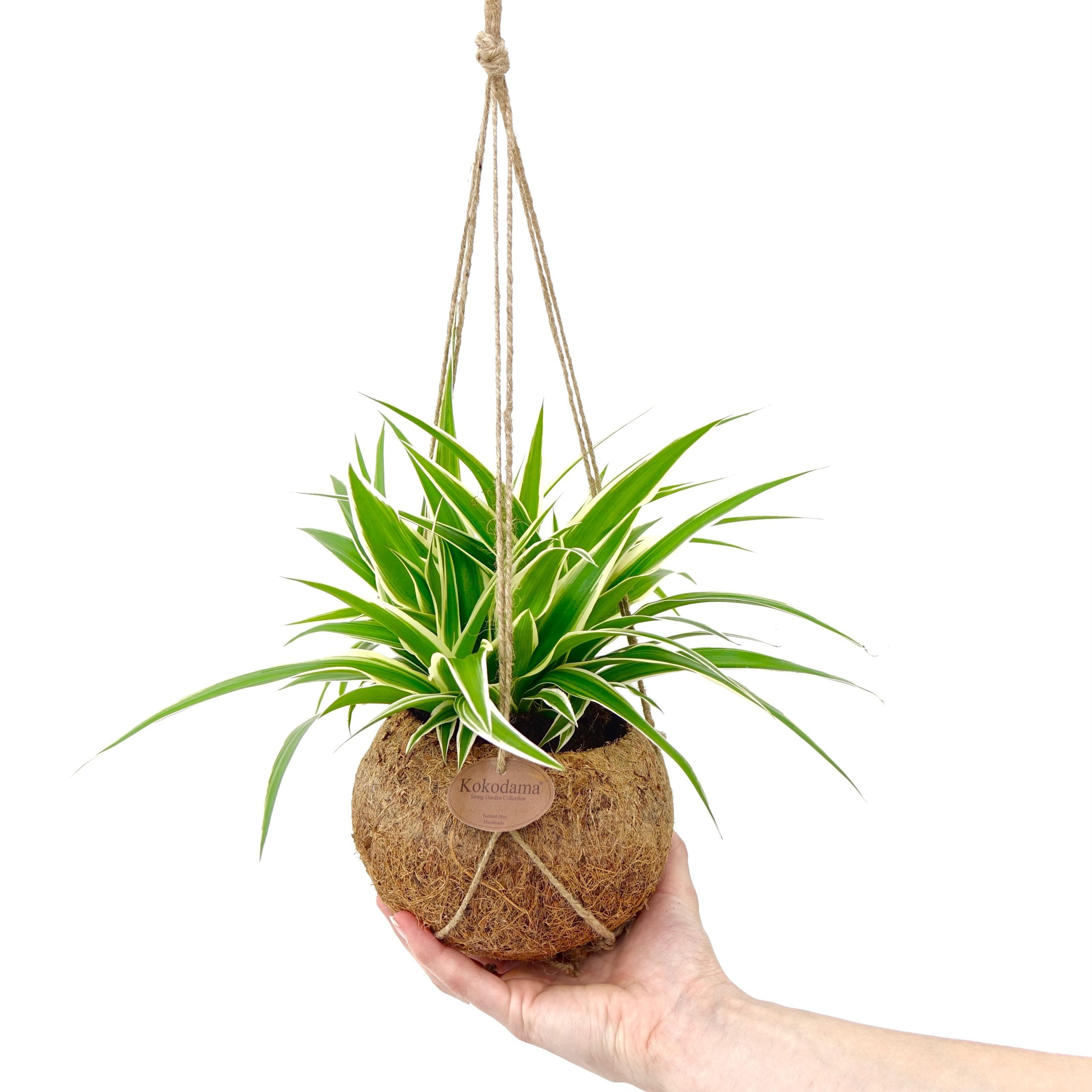 Kokodama pot cocos jungle plants chlorophytum chlorofitas kokoso pluošto vazonas kambariniai augalai hanging