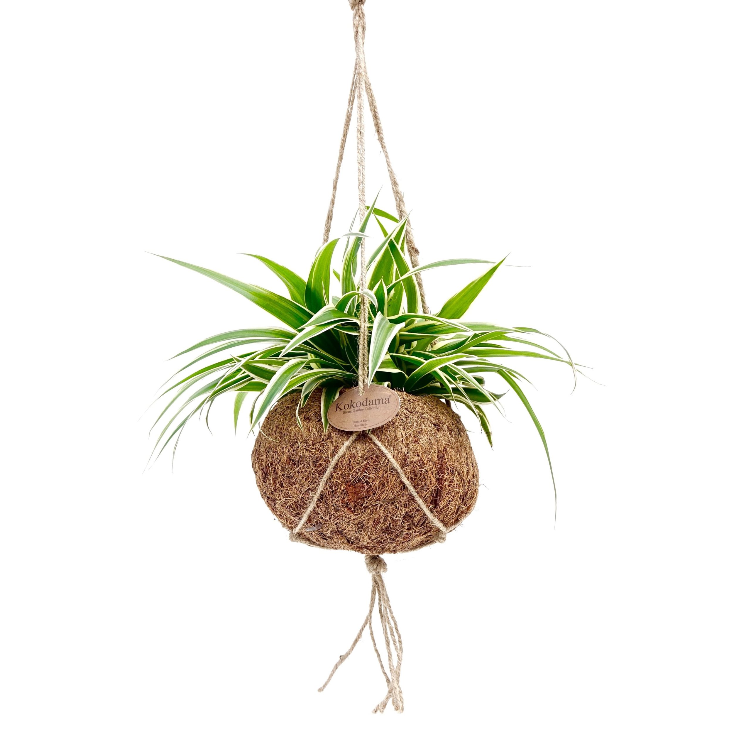 Kokodama pot cocos jungle plants chlorophytum chlorofitas kokoso pluošto vazonas kambariniai augalai hanging
