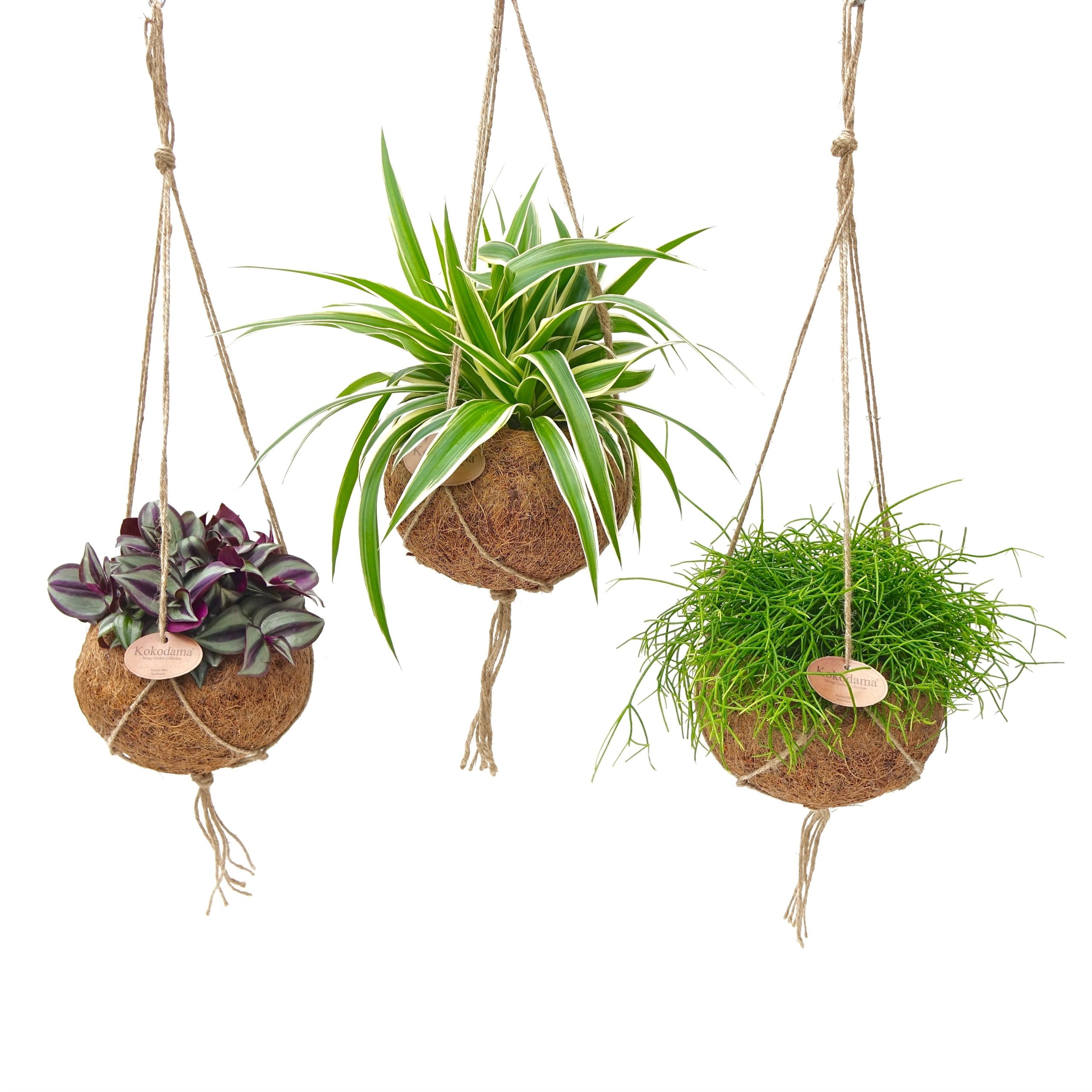 Kokodama pot cocos urban jungle plants chlorophytum rhipsalis tradescantia kokoso pluošto vazonas kambariniai augalai hanging kabantys