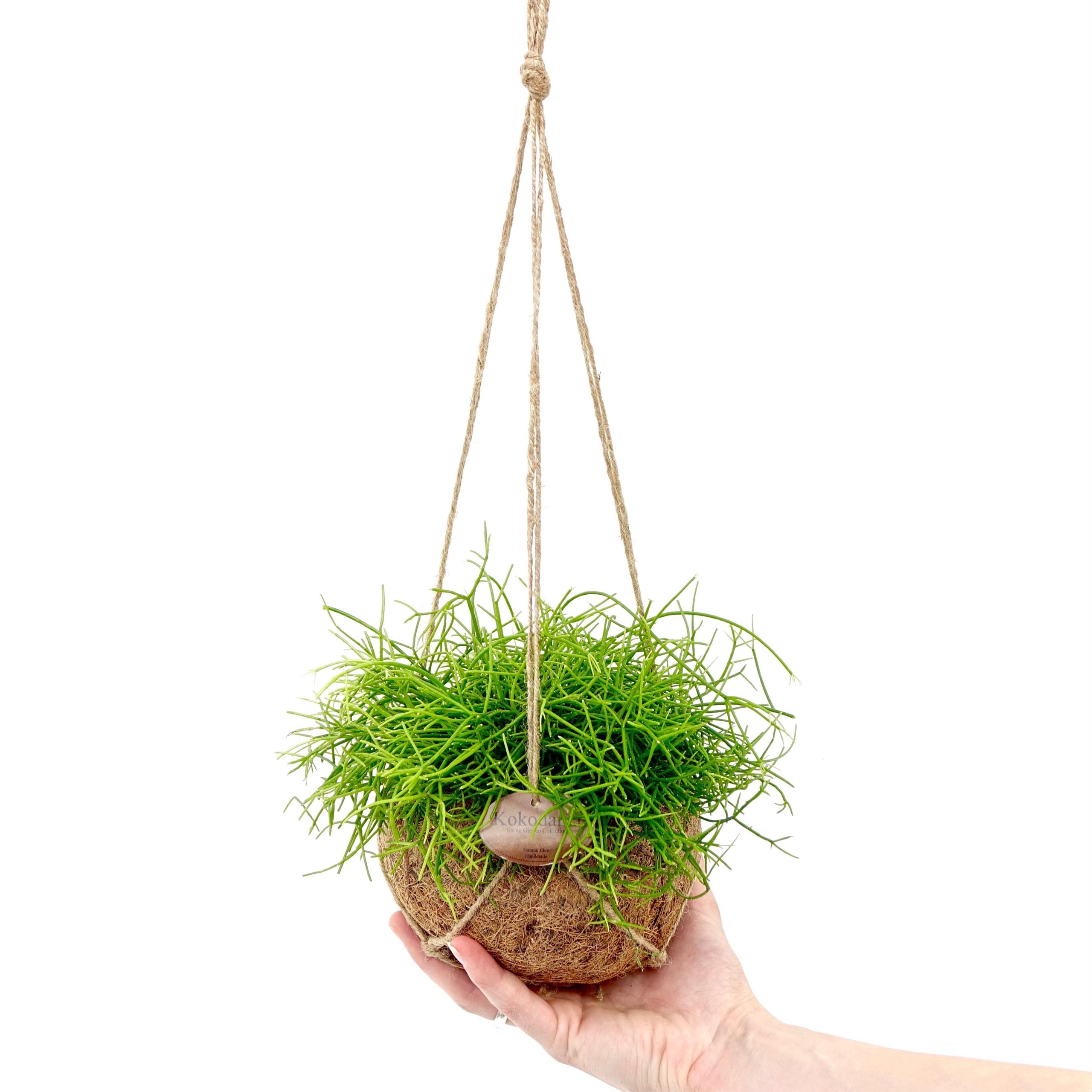 Kokodama pot cocos urban jungle plants chlorophytum rhipsalis tradescantia kokoso pluošto vazonas kambariniai augalai hanging kabantys